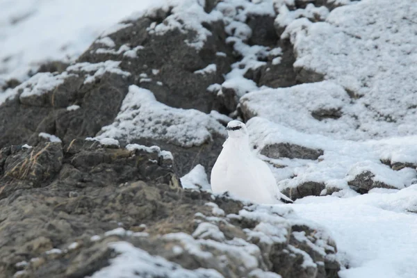 Rock ptarmigan op de Alpen — Stockfoto