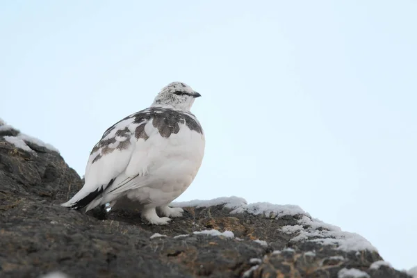 Rock ptarmigan op de Alpen — Stockfoto