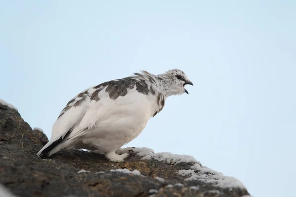Rock ptarmigan Alpler üzerinde