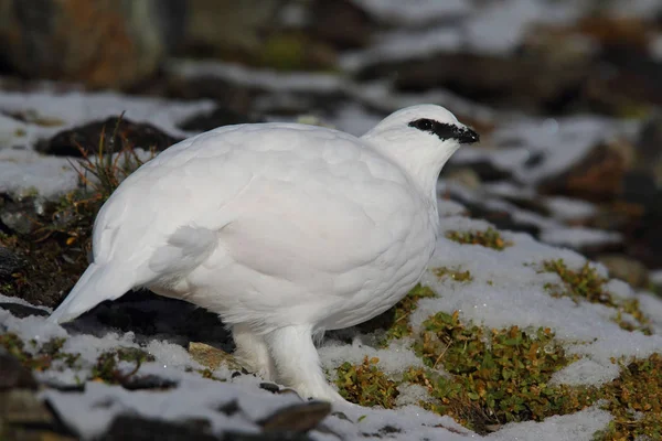 Skála ptarmigan na Alpy — Stock fotografie