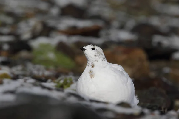 Rock ptarmigan op de Alpen — Stockfoto