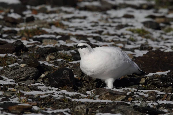 Skála ptarmigan na Alpy — Stock fotografie