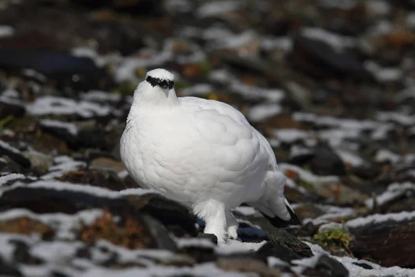 Skála ptarmigan na Alpy — Stock fotografie