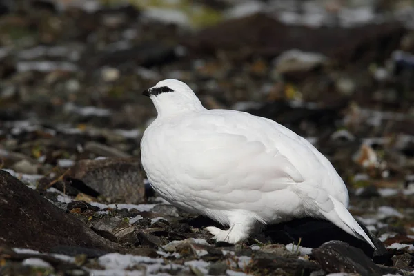 Rock ptarmigan Alpler üzerinde