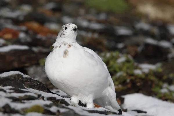 Rock ptarmigan Alpler üzerinde