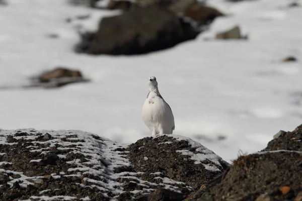 Rock ptarmigan Alpler üzerinde