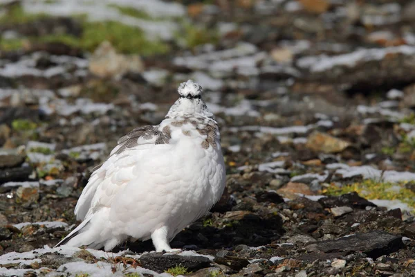 Pedra ptarmigan nos alpes — Fotografia de Stock