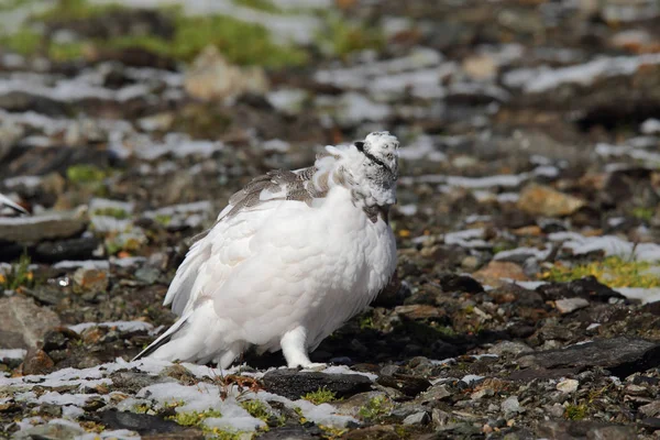 Rock ptarmigan Alpler üzerinde