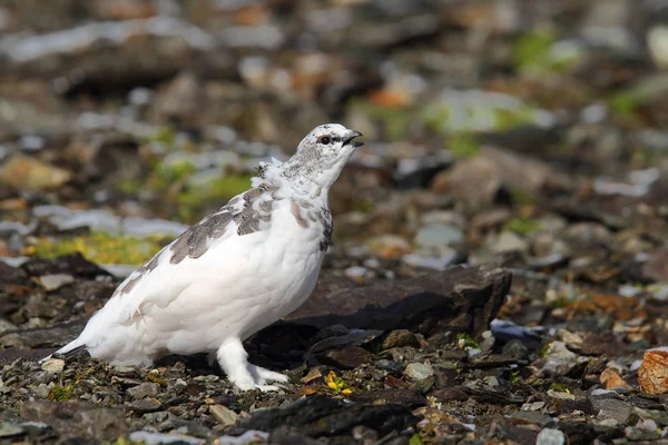 Rock ptarmigan Alpler üzerinde