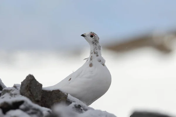 Rock ptarmigan op de Alpen — Stockfoto