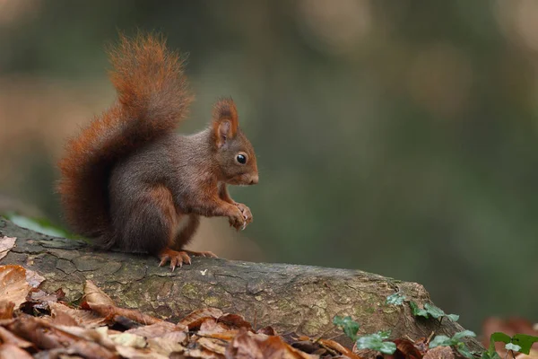 Scoiattolo rosso europeo — Foto Stock