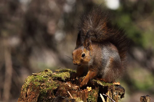 Ardilla roja europea — Foto de Stock