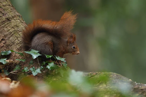 Europäisches Rothörnchen — Stockfoto