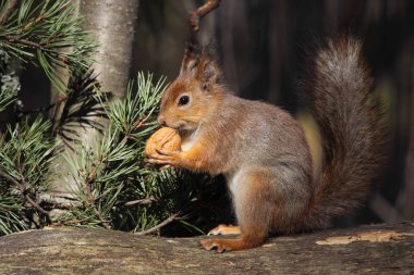 European red squirrel clipart