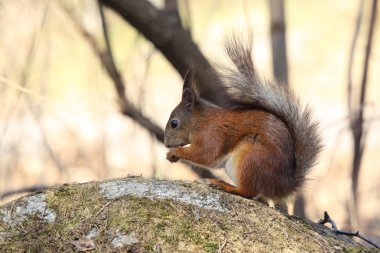 Avrupa Kızıl sincap