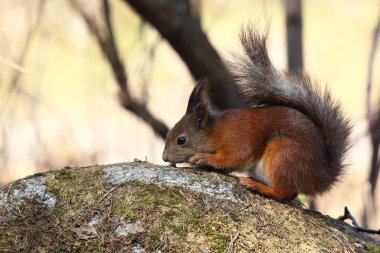 Avrupa Kızıl sincap