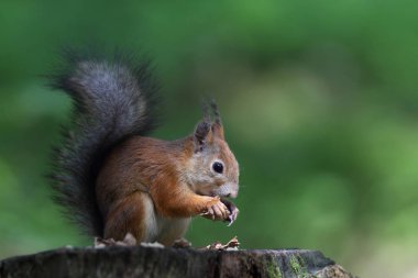 Avrupa Kızıl sincap