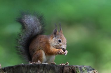 Avrupa Kızıl sincap