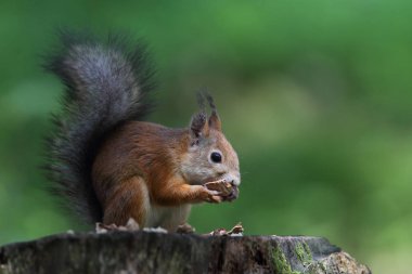 Avrupa Kızıl sincap