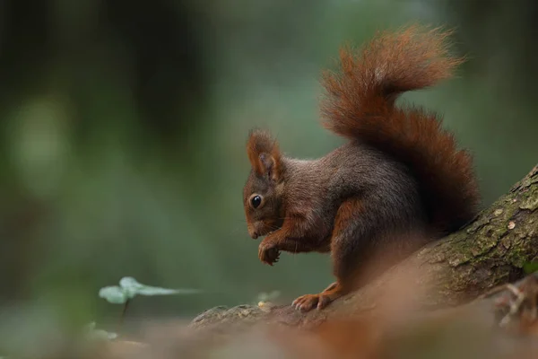 Ardilla roja europea — Foto de Stock