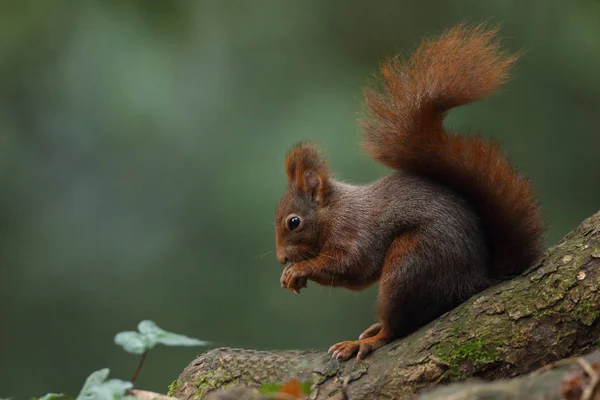 Europäisches Rothörnchen — Stockfoto