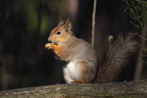 Ardilla roja europea — Foto de Stock