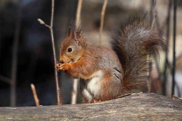 Ardilla roja europea — Foto de Stock