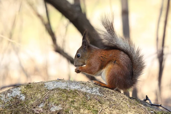 Avrupa Kızıl sincap