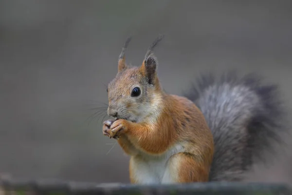 Scoiattolo rosso europeo — Foto Stock