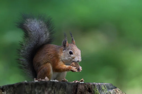 Ardilla roja europea — Foto de Stock