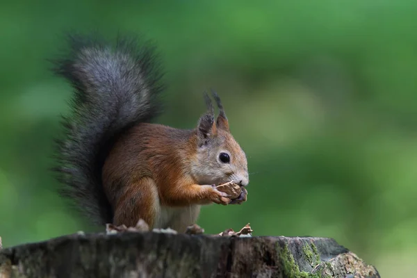 Esquilo vermelho europeu — Fotografia de Stock