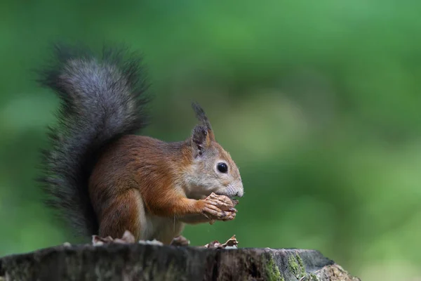 Ardilla roja europea — Foto de Stock