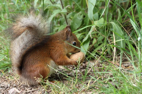 Ardilla roja europea —  Fotos de Stock