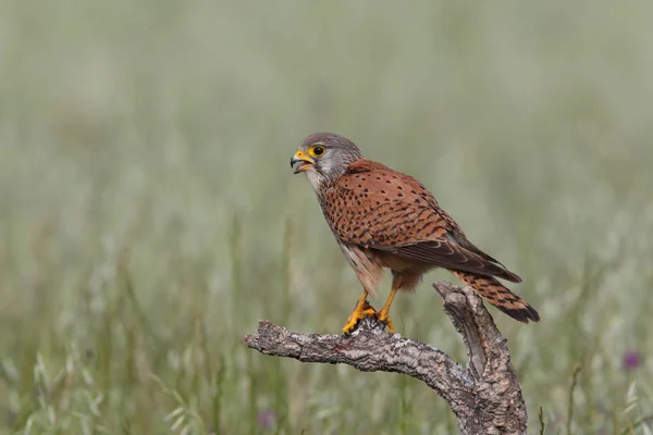 Turmfalkenpaarjagd — Stockfoto