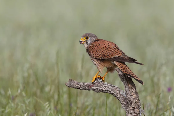 Kestrel par caça — Fotografia de Stock