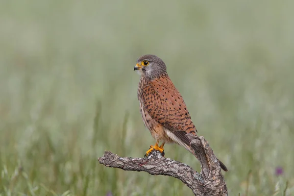 Kestrel par caça — Fotografia de Stock