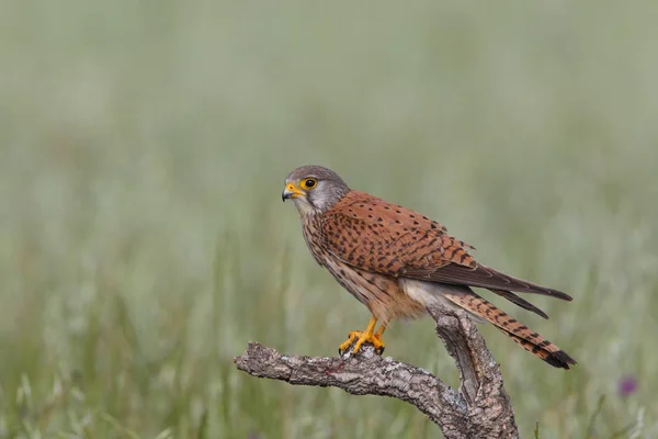 Kestrel par caça — Fotografia de Stock