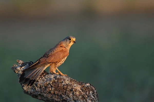 Torenvalk paar jagen — Stockfoto