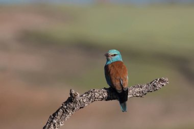 Bahar içinde Avrasya roller