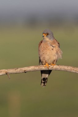 Küçük kerkenez çiftleşme mevsimi