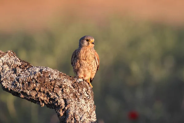 Kestrel pair hunt — Stock Photo, Image