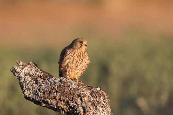 Kestrel par caça — Fotografia de Stock