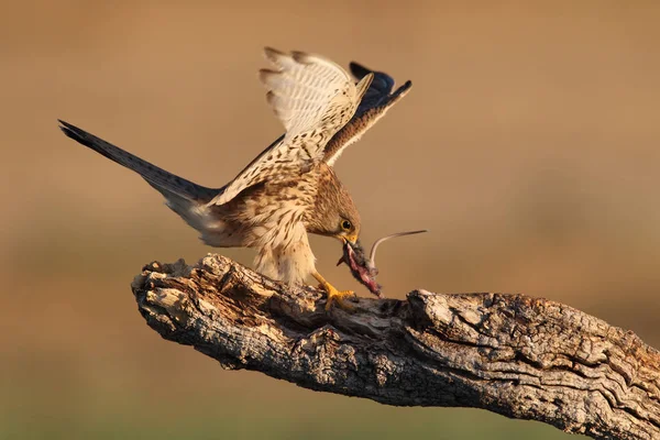 Chasse aux couples de crécerelles — Photo