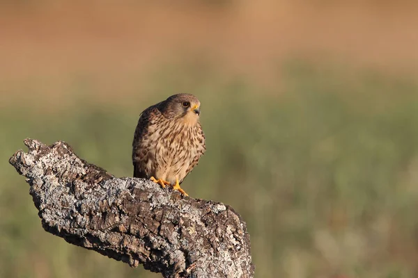 Kestrel par caça — Fotografia de Stock