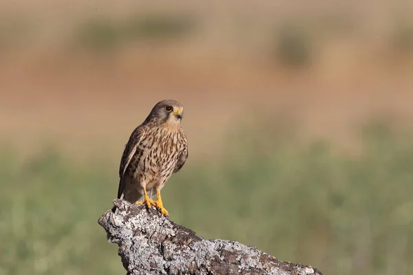 Chasse aux couples de crécerelles — Photo