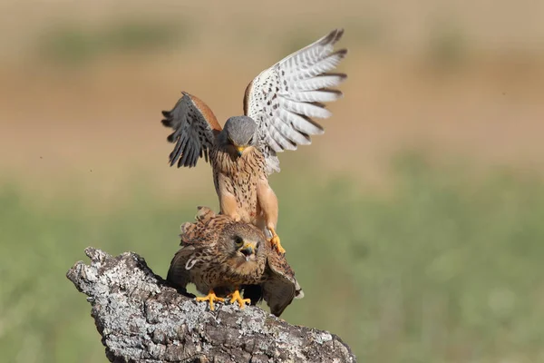 Kestrel pair hunt — Stock Photo, Image