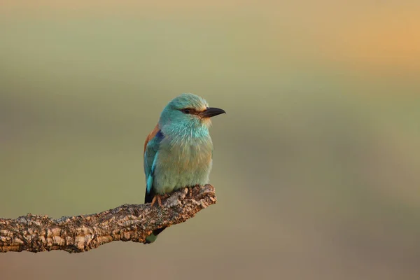 Eurasian roller in spring — Stock Photo, Image