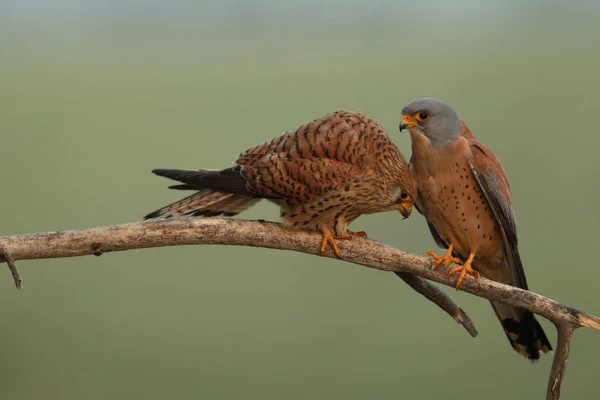 Menor estação de acasalamento kestrel — Fotografia de Stock