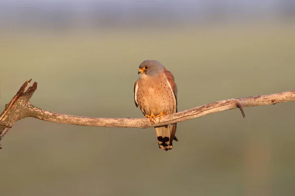 Menor estação de acasalamento kestrel — Fotografia de Stock