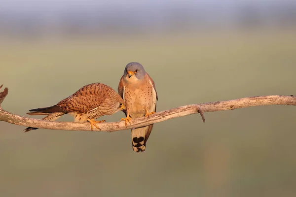 Menor temporada de apareamiento de cernícalos — Foto de Stock